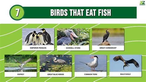 7 Birds That Eat Fish .